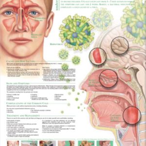 Understanding the Common Cold Chart
