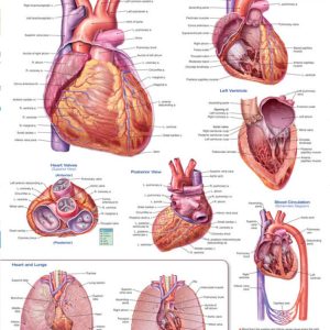 Anatomy of the Heart Chart