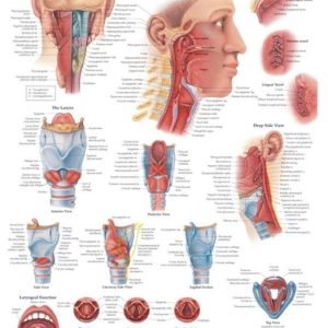 Pharynx and Larynx Chart