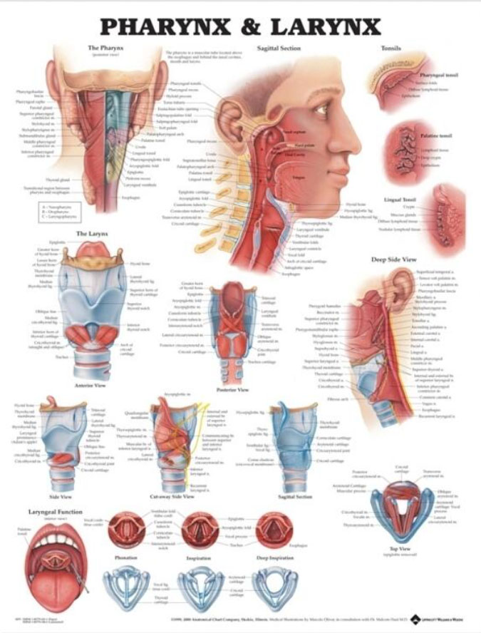 Pharynx and Larynx Chart