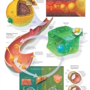Understanding Cholesterol Chart
