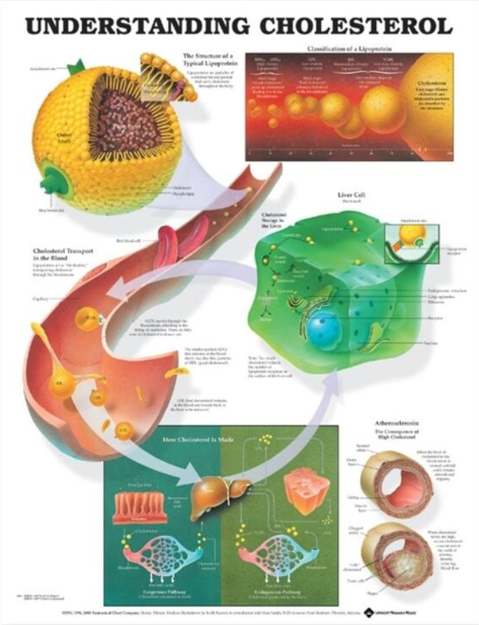 Understanding Cholesterol Chart