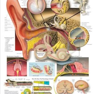 The Ear - Organs of Hearing and Balance Chart