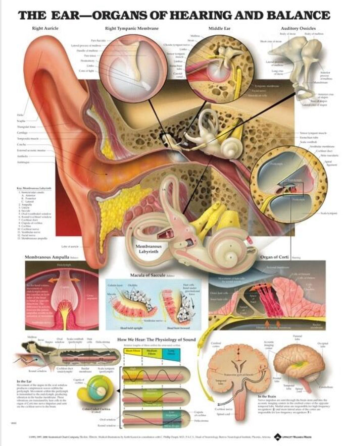 The Ear – Organs of Hearing and Balance Chart