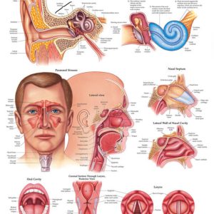 Ear Nose and Throat Chart