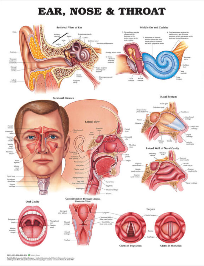 Ear Nose and Throat Chart