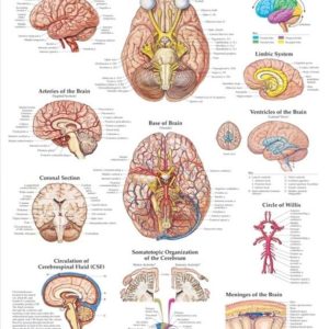 The Brain Chart