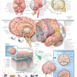 Anatomy of the Brain Chart
