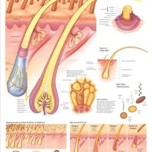 The Human Hair Chart