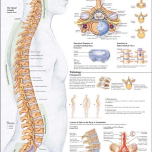 Human Spine Disorders Chart