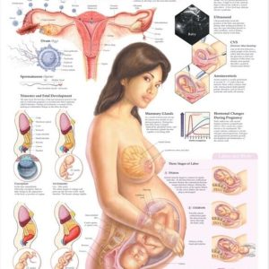 Pregnancy and Birth Chart