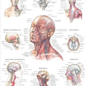 Head and Neck Chart