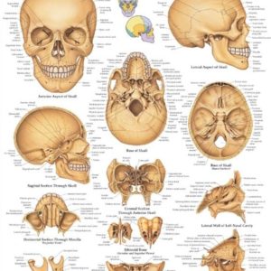 The Human Skull Chart