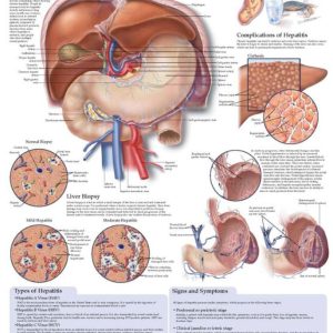 Understanding Hepatitis Chart
