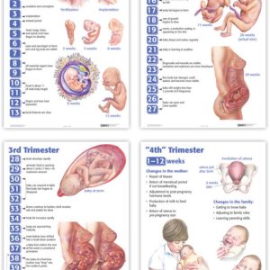 Four Trimesters of Childbearing Charts (Set of Four)