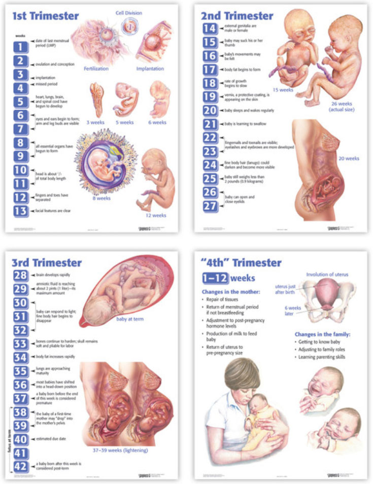 Four Trimesters of Childbearing Charts (Set of Four)