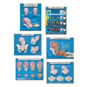Obstetric Series Charts (Set of Six)