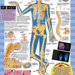 BFH Your Skeleton Chart