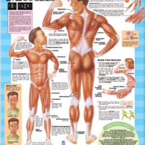 BFH Your Muscles Chart