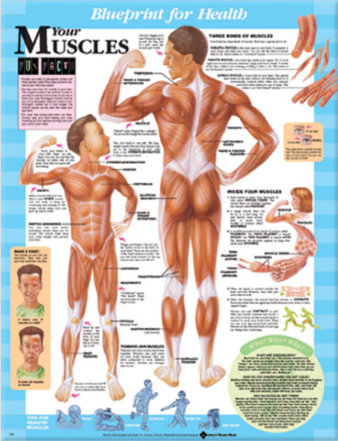 BFH Your Muscles Chart