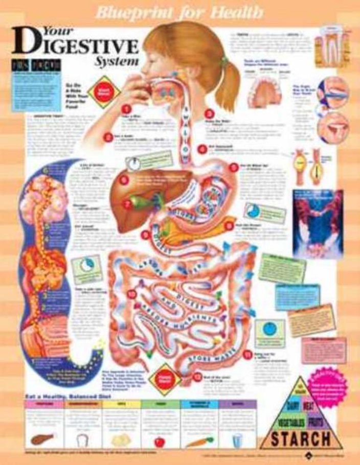 BFH Your Digestive System Chart