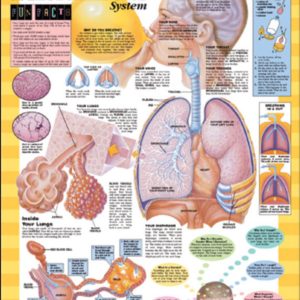 BFH Your Respiratory System
