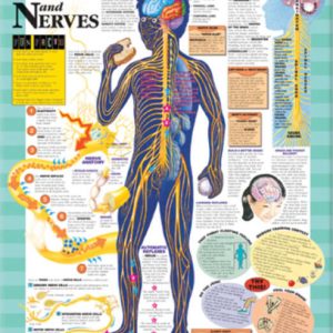 BFH Your Brain and Nerves Chart