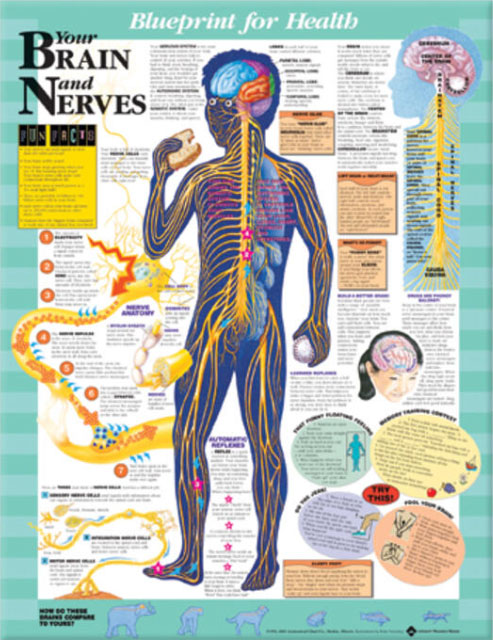 BFH Your Brain and Nerves Chart