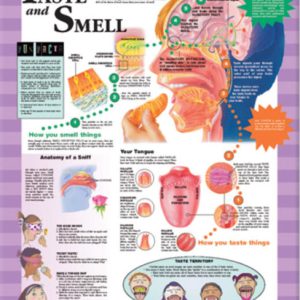 BFH Your Taste and Smell Chart