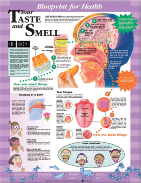BFH Your Taste and Smell Chart