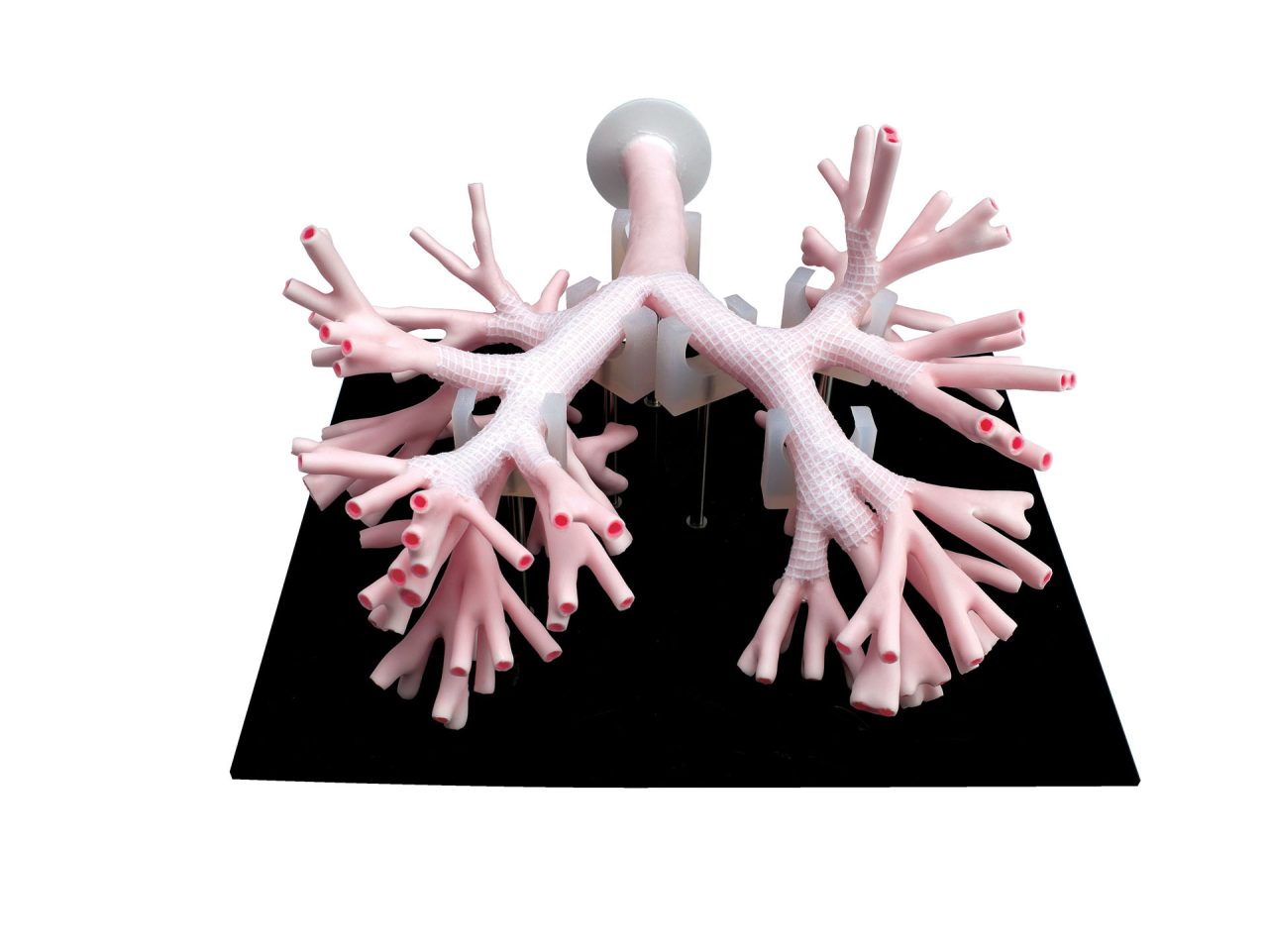 Bronchoscopy Training Model