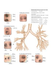 Bronchoscopy Training Model
