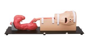 Esophago-Gastro-Duodenoscopy (EGD) Simulator