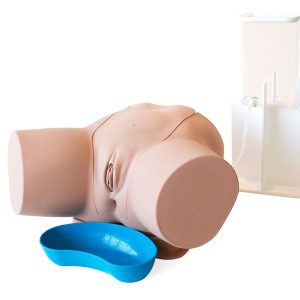 Female Catheterisation Trainer, Light