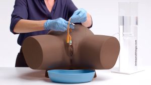 Female Catheterisation Trainer, Dark