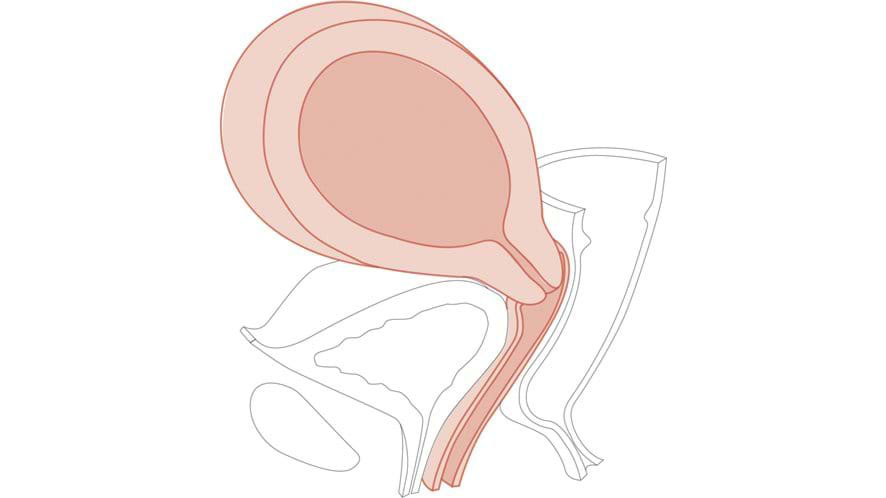 Module 7: 14-16 Weeks Pregnant