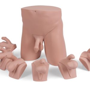 Advanced Clinical Male Pelvic Trainer (CMPT) Mk 2, Light