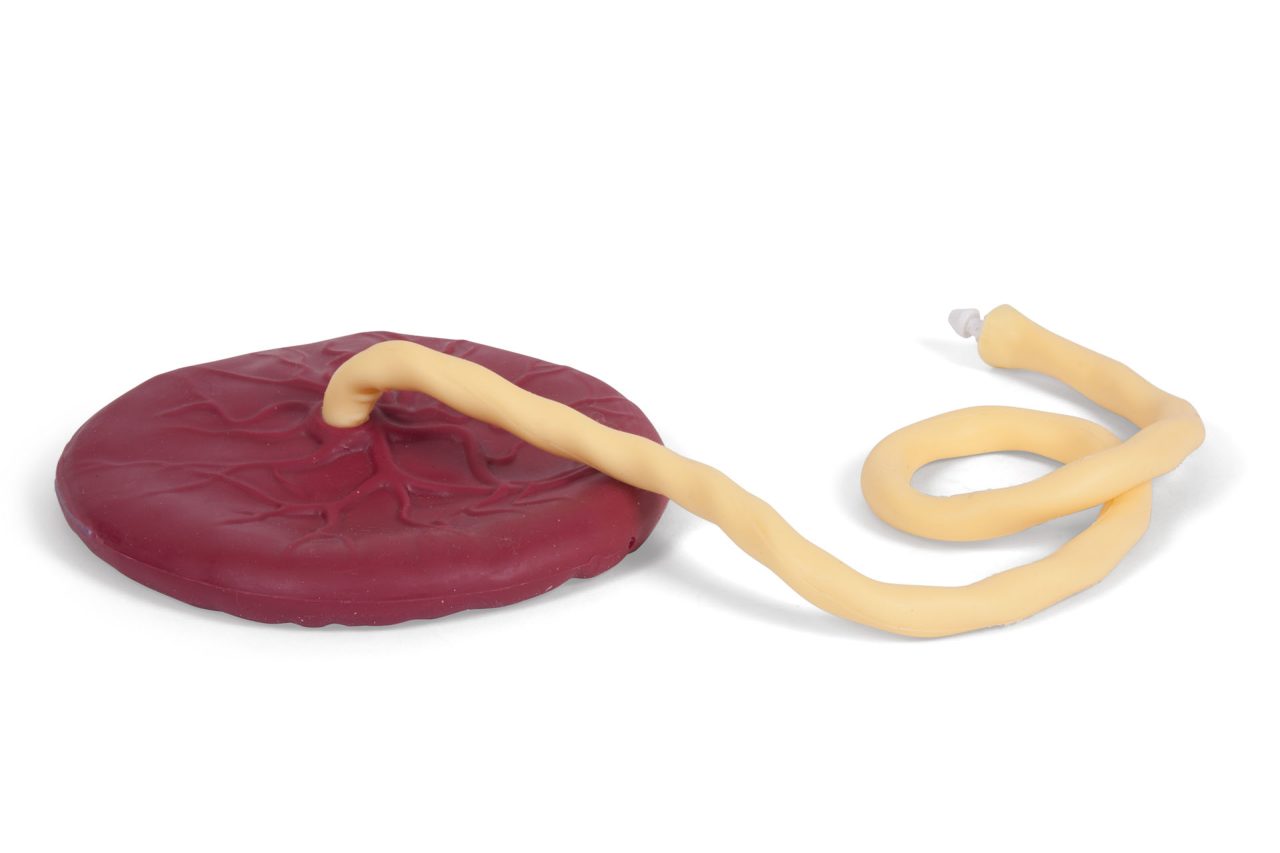 Placenta (1)