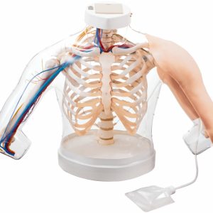 Intramuscular Injection Model of Upper Arm Muscles
