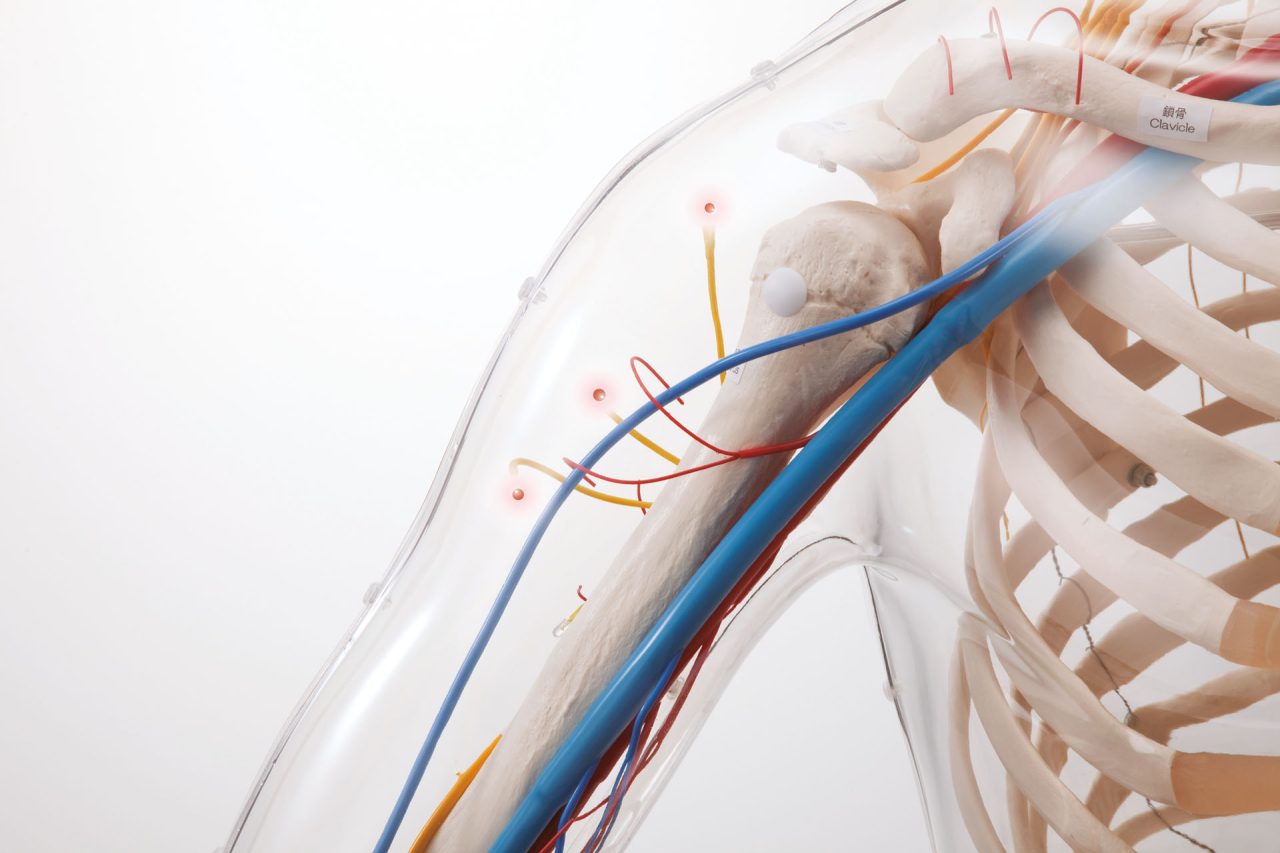 Intramuscular Injection  Model of Upper Arm Muscles