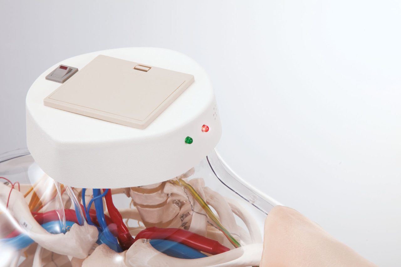 Intramuscular Injection  Model of Upper Arm Muscles