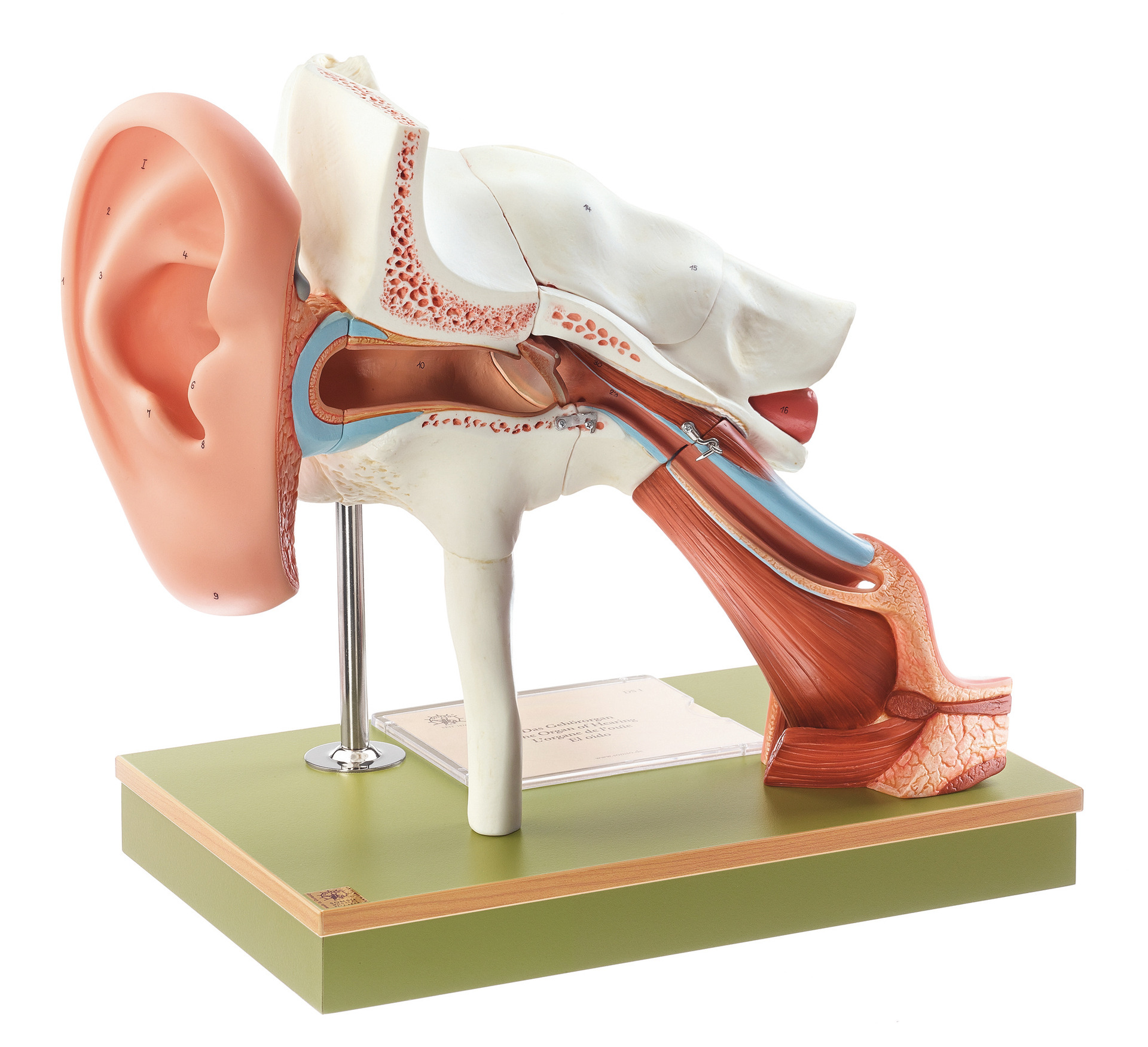 Ear With Pinna – Separates Into 8 Parts, Light