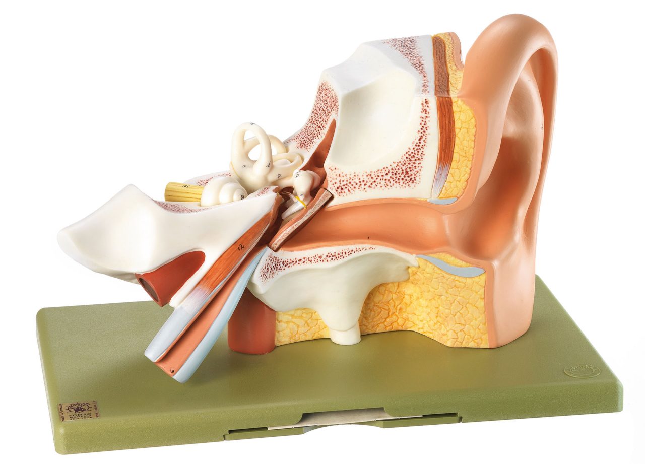 Ear - Separates Into 3 Parts, Light
