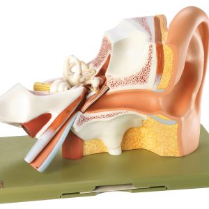 Ear - Separates Into 3 Parts, Light