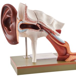 Ear With Pinna - Separates Into 8 Parts, Dark