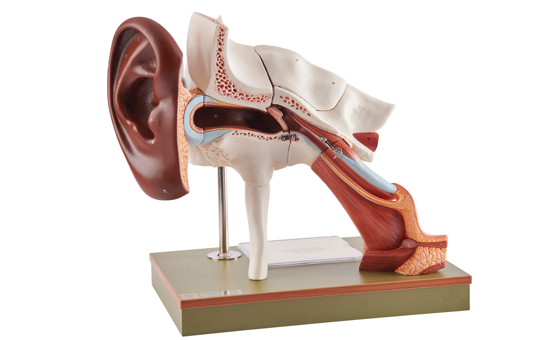 Ear With Pinna – Separates Into 8 Parts, Dark