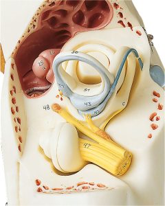 Ear With Pinna - Separates Into 8 Parts, Dark