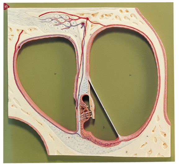 Section Through the Central Spiral of the Cochlea - Adam,Rouilly