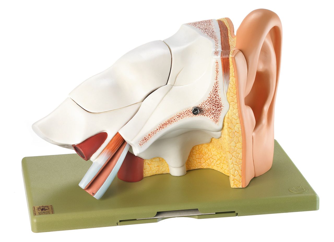Ear - Separates Into 6 Parts, Light
