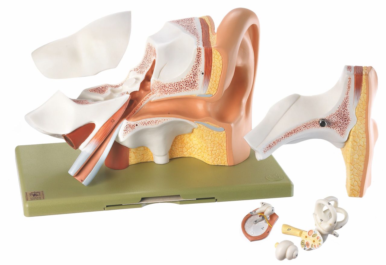 Ear - Separates Into 6 Parts, Light